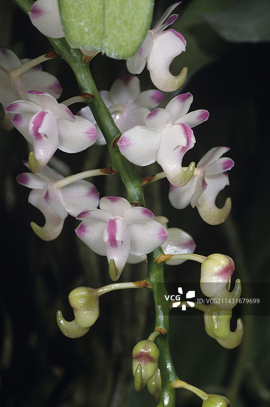 兰花的花图片素材