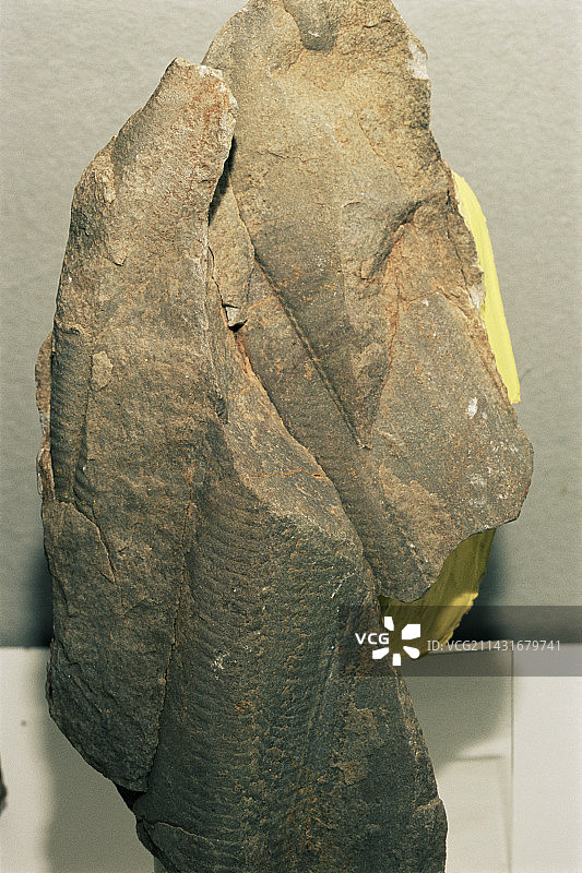 笔石化石图片素材