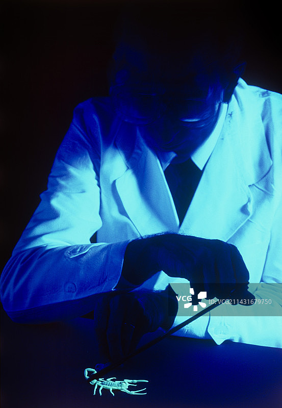 生物学家在紫外线下研究蝎子图片素材