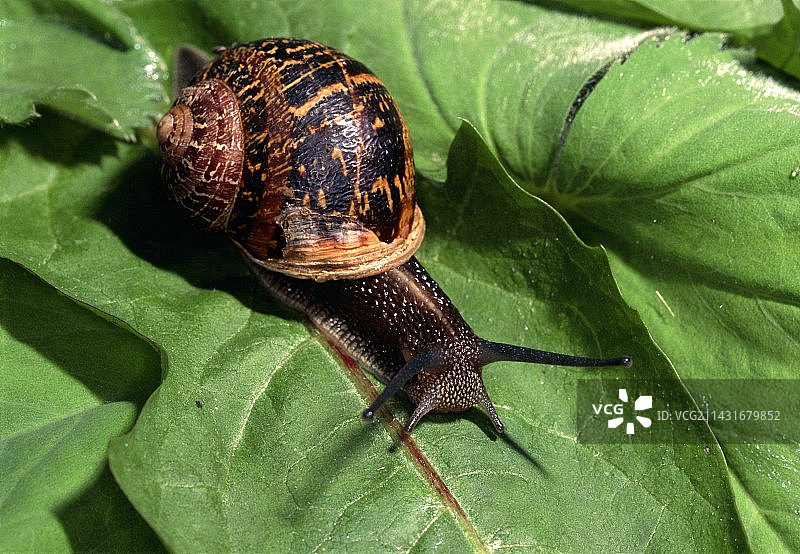 花园蜗牛图片素材