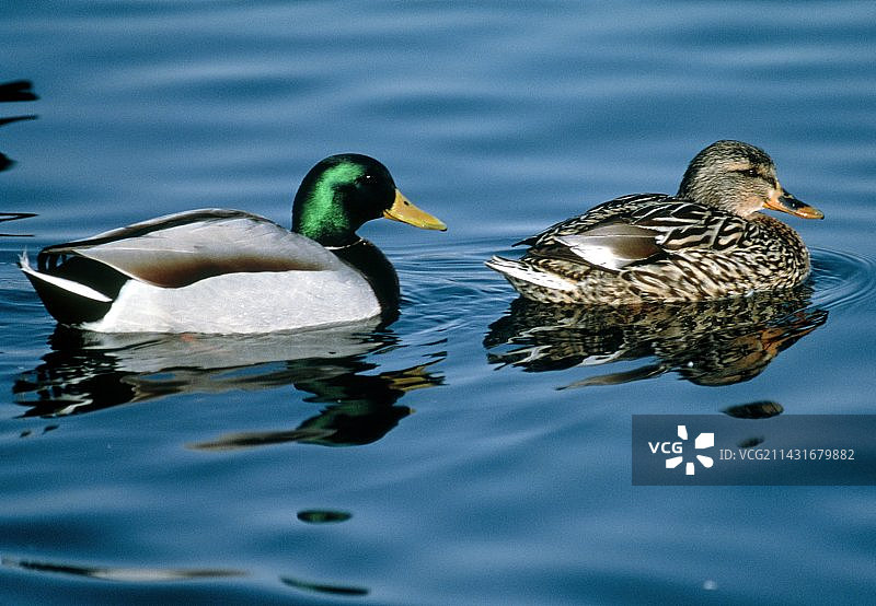 绿头鸭（雌雄）图片素材