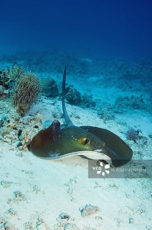 羽尾魟图片素材