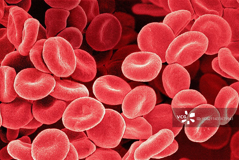 红细胞扫描电子显微镜图像图片素材