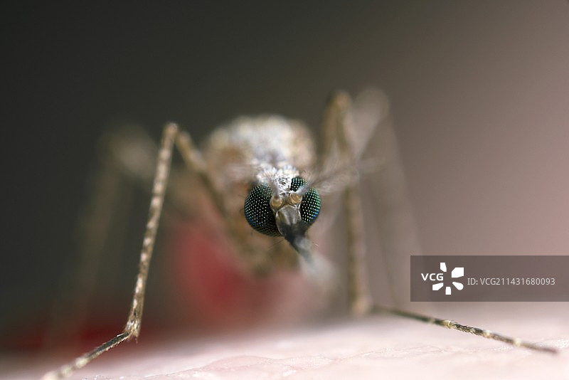 斯氏按蚊图片素材