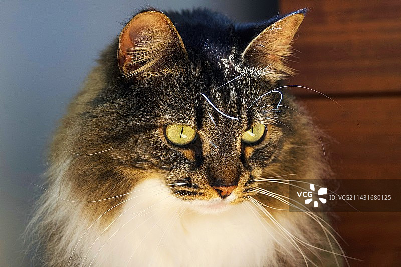 猫咪特写图片素材