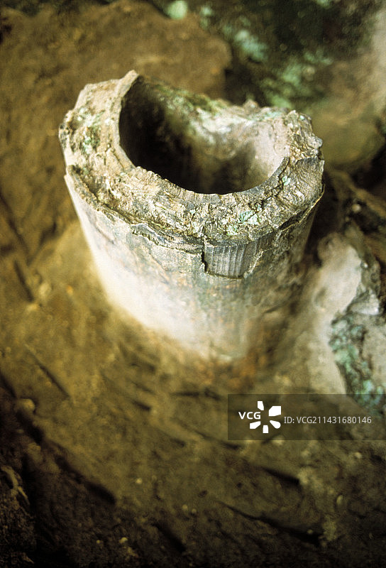 乳齿象象牙图片素材