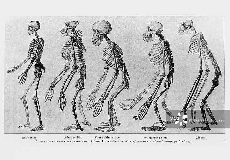灵长类动物骨骼图片素材