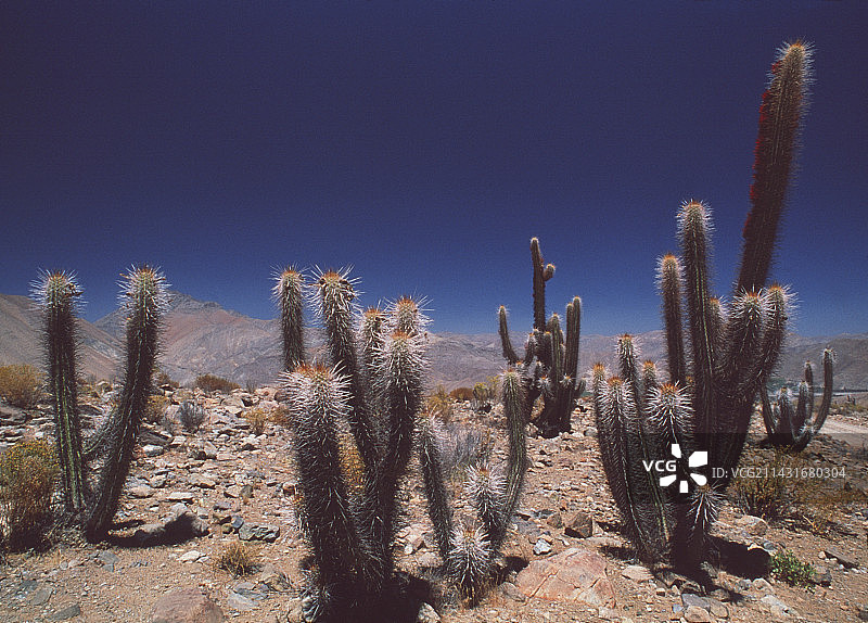 智利阿塔卡马沙漠的仙人掌图片素材
