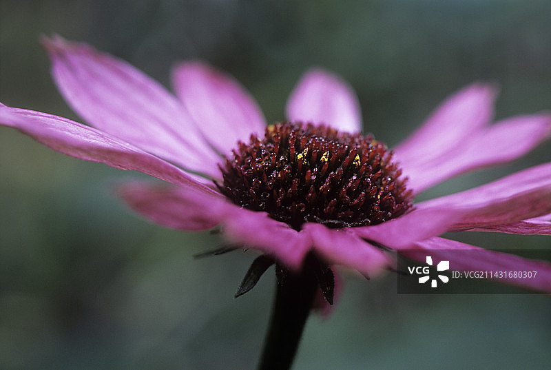 紫锥菊紫竹图片素材