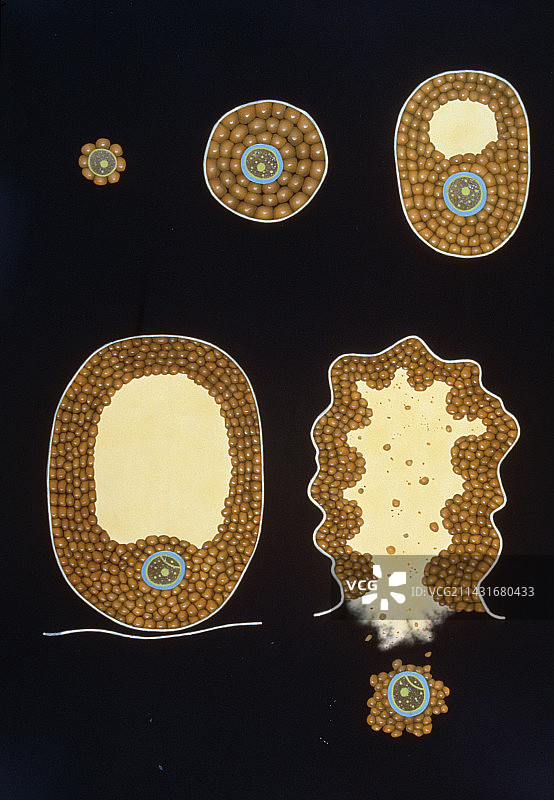 人类卵子图片素材