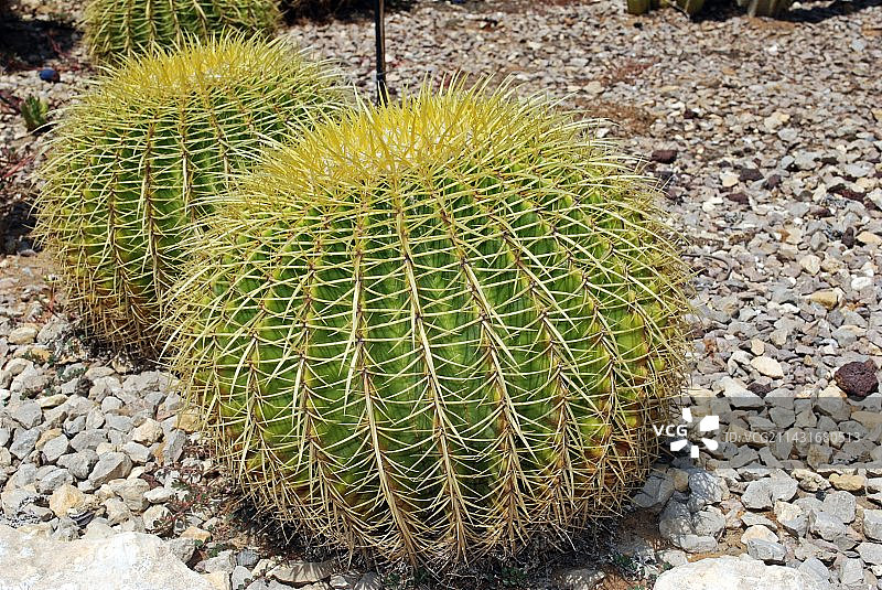 金琥仙人掌图片素材