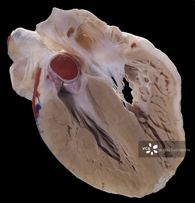 人体心脏的侧面剖视图图片素材