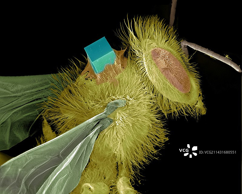 蜜蜂上的发射器，SEM图片素材