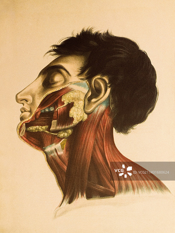 唾液腺图片素材