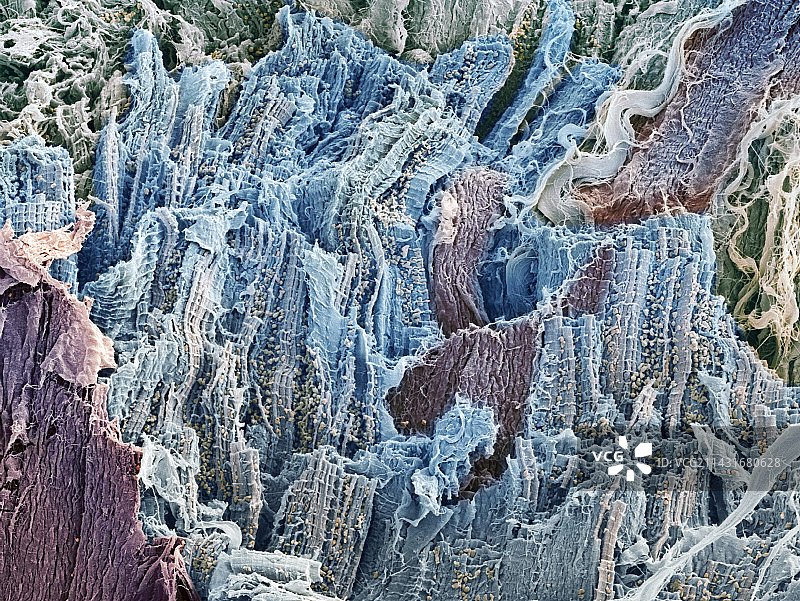 心肌扫描电镜图图片素材