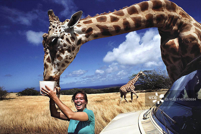 妇女喂长颈鹿图片素材