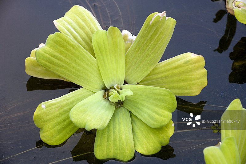 水白菜图片素材