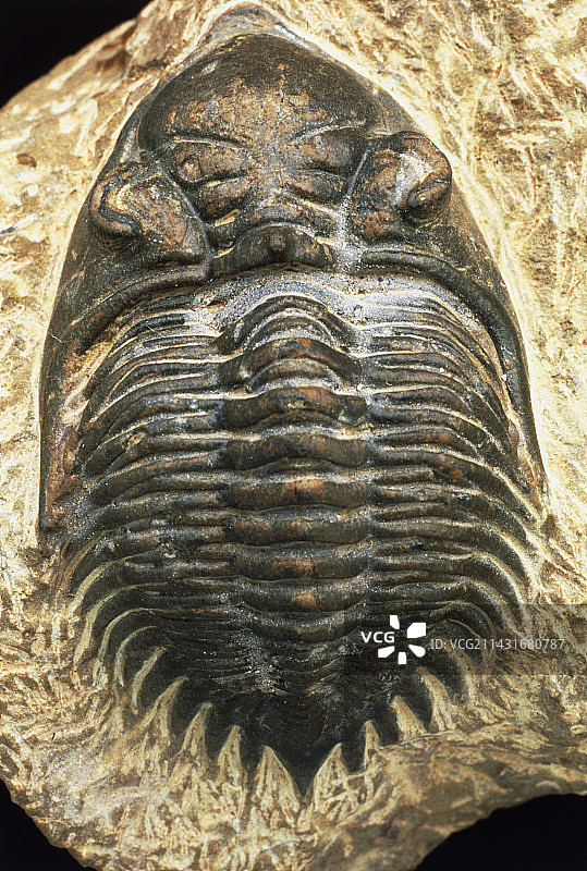 三叶虫化石图片素材