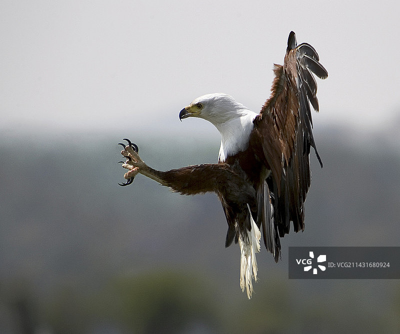 非洲海雕图片素材