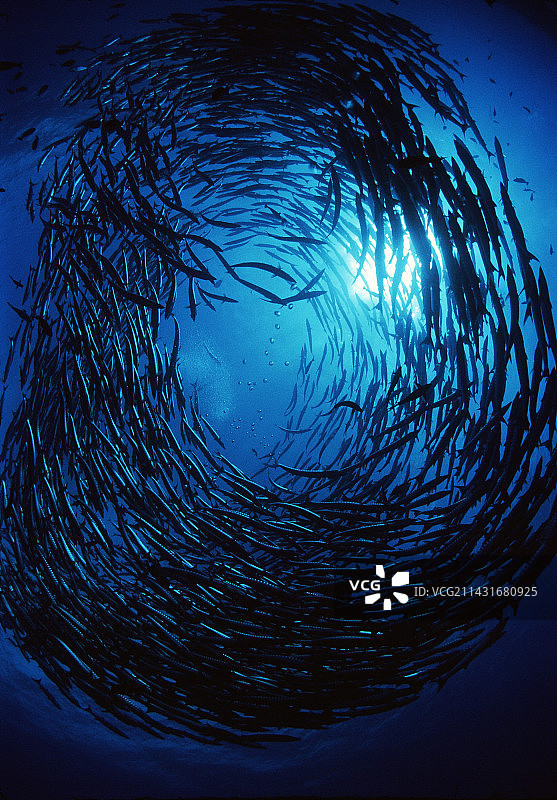 海狼鱼图片素材