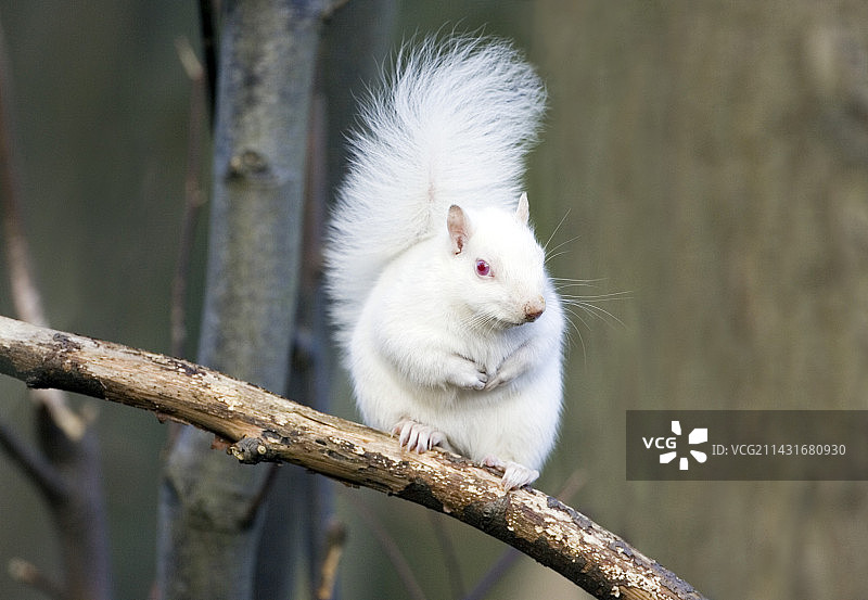 白化灰松鼠图片素材