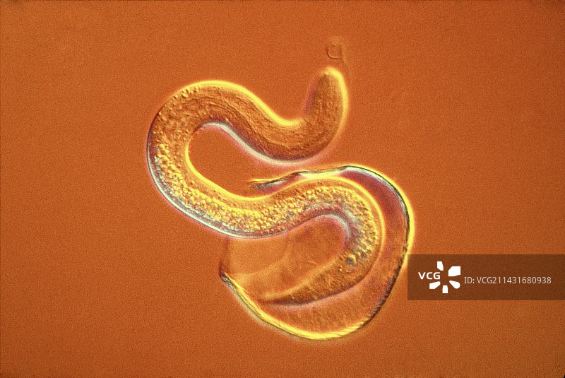 圆形蠕虫孵化，光学显微照片图片素材
