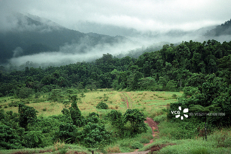 澳大利亚热带雨林图片素材