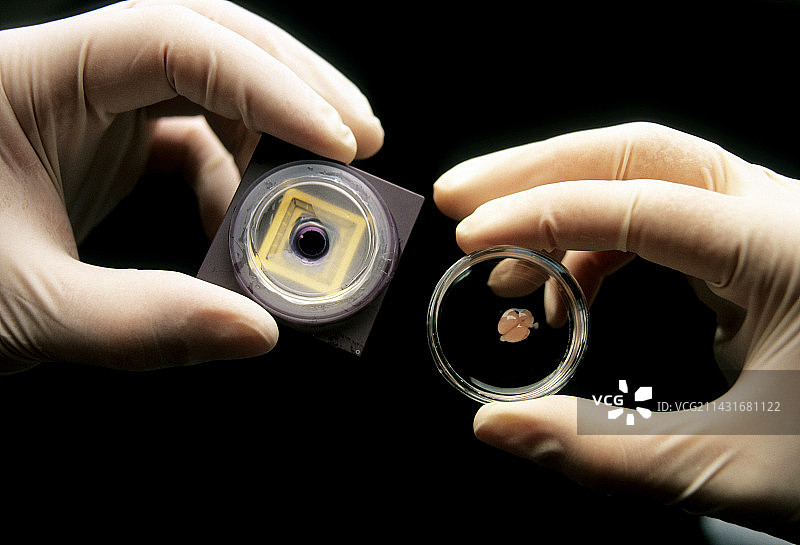 神经芯片研究图片素材