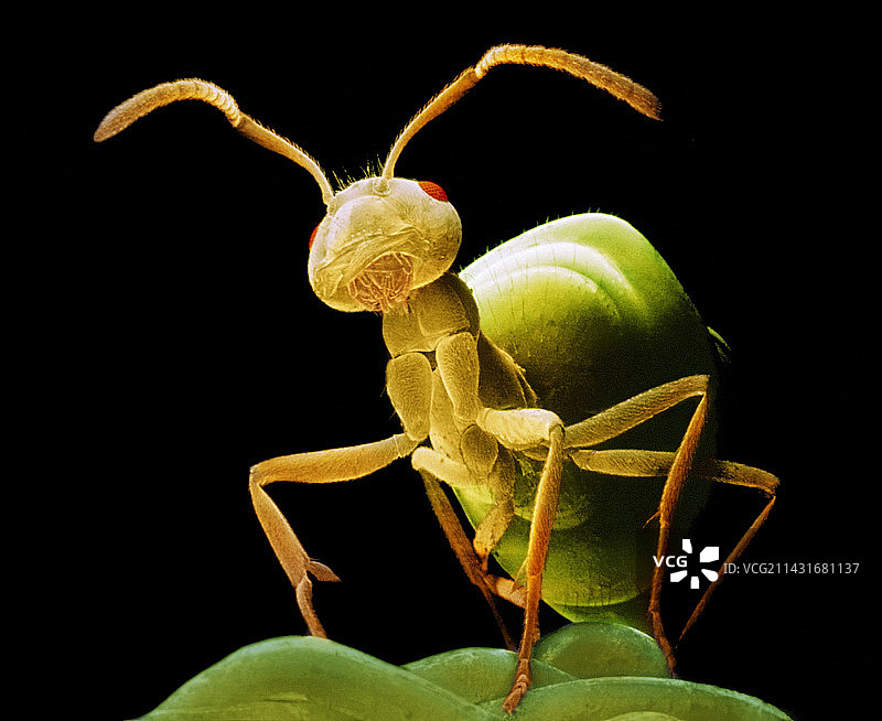 黑色蚂蚁扫描电镜图图片素材