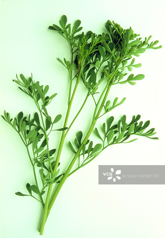 草本芸香图片素材