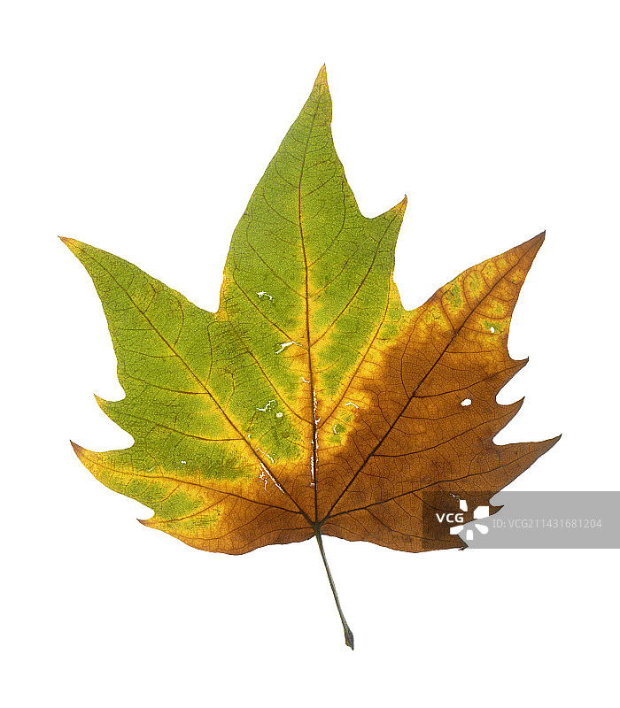 飞机树叶图片素材