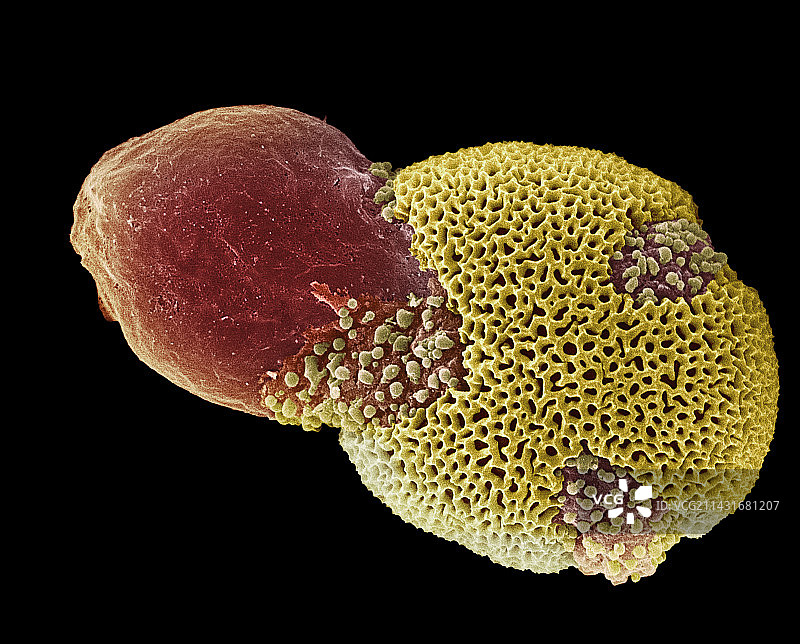 悬铃木花粉粒发芽，扫描电镜图片素材