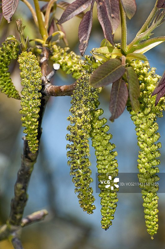 核桃树（Juglans regia）的柔荑花序图片素材