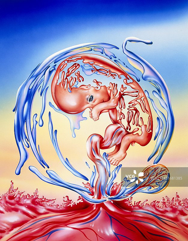 胎儿基因发展抽象艺术作品图片素材