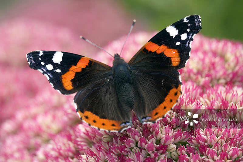 正在觅食的红蛱蝶图片素材