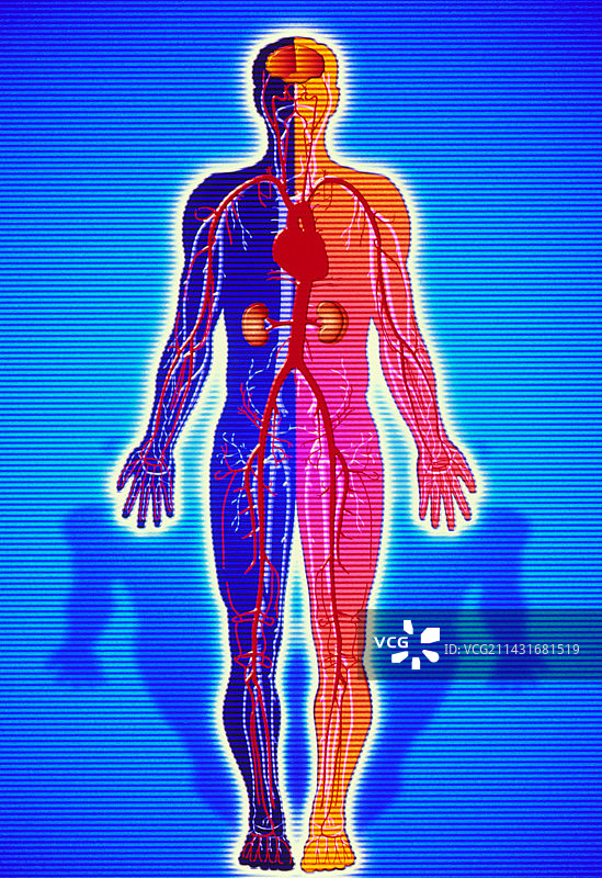 显示血管和器官的身体图图片素材