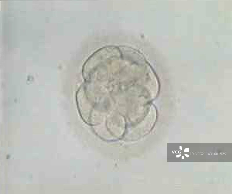 多细胞胚胎显微照片图片素材