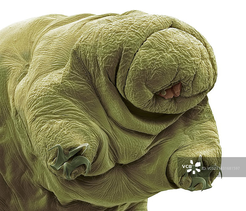 水熊虫扫描电镜图图片素材