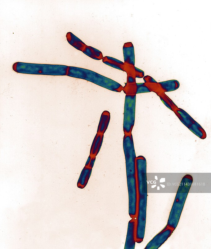 炭疽杆菌图片素材
