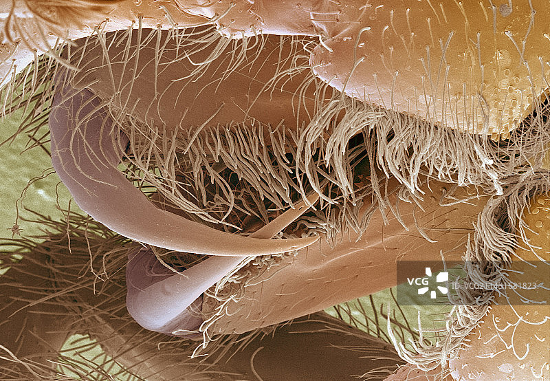 狼蛛的毒牙图片素材