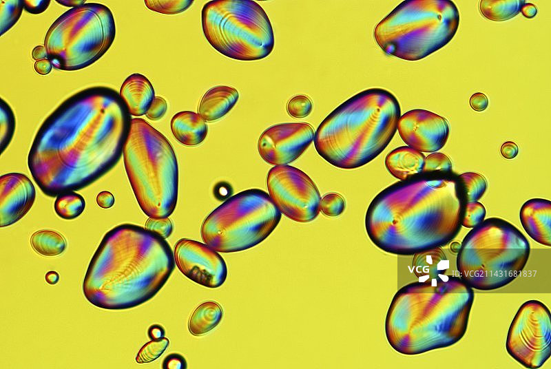 土豆淀粉颗粒显微照片图片素材