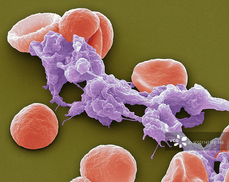 红细胞和血小板扫描电镜图图片素材