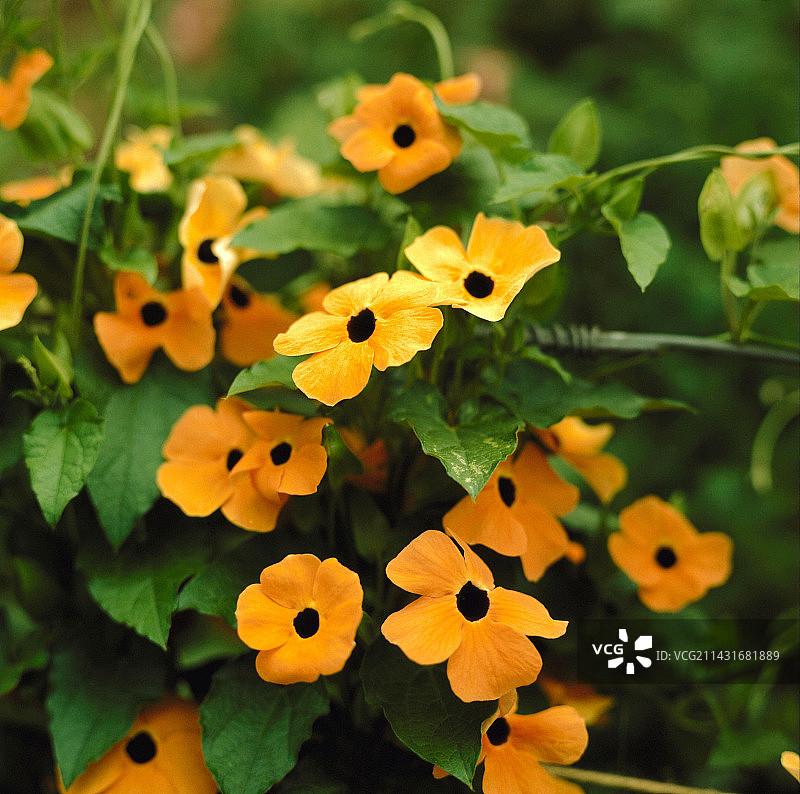 翼叶山牵牛图片素材