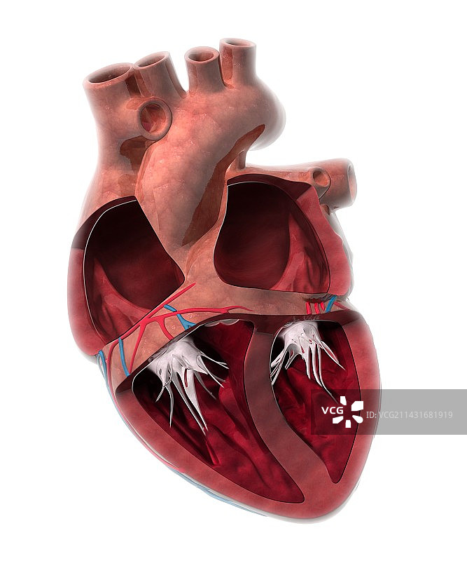 心脏腔室解剖艺术图图片素材