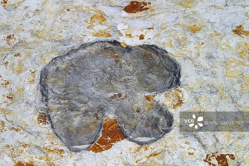 恐龙化石足迹图片素材