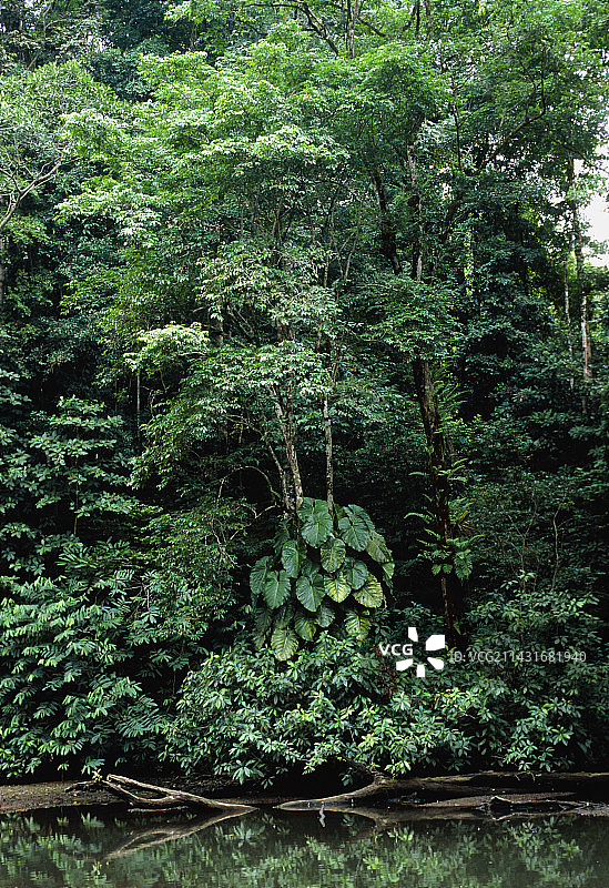 哥斯达黎加热带雨林图片素材