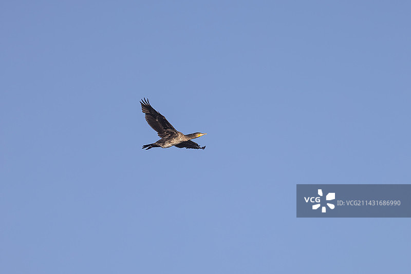 飞行的鸬鹚图片素材