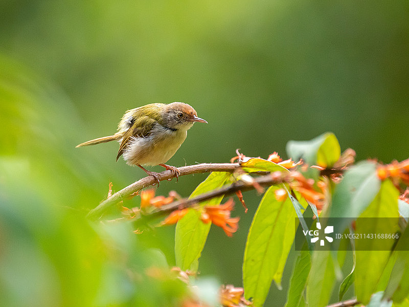 赏花的缝叶莺图片素材