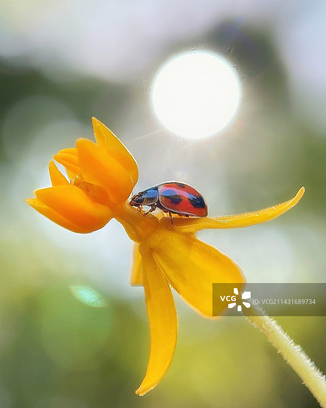 沐浴阳光图片素材