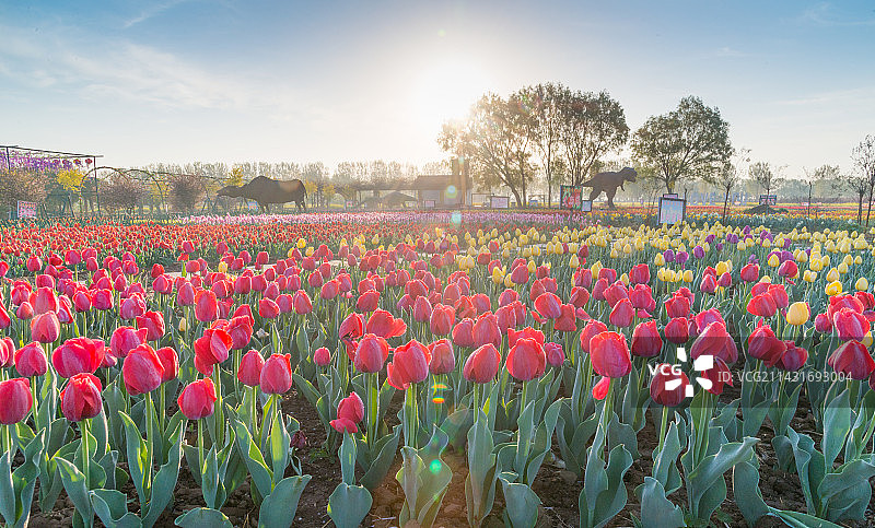郁金香花海图片素材